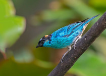 birding-tours-colombia-golden-naped-tanager.jpg