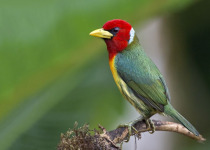 colombia-bird-photography-tours-red-headed-barbet-male.jpg