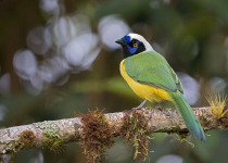 colombia-bird-photography-tours-green-jay_jj_arango.jpg