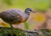 bird-photograhy-tpurs-colombia-little-tinamu-jj-arango.jpg