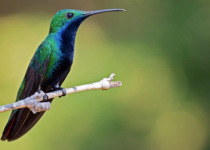 black-throated mango at araucana lodge.jpg