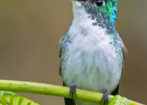 andean emerald.jpg