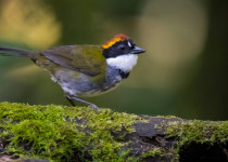 chesnut-capped brush finch.jpg