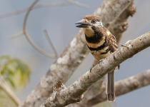 VenezeulaBirds_36 (1).jpg