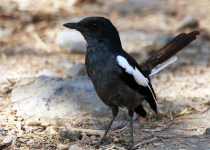 Screenshot 2025-12-29 112309.png