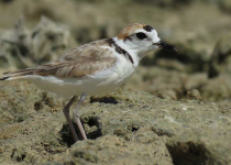 Screenshot 2025-12-29 112452.png