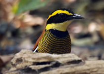 Screenshot 2025-12-29 114532.png