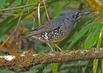 Screenshot 2025-12-29 115828.png