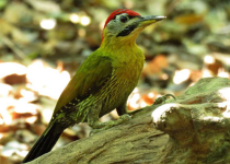 Screenshot 2025-12-29 115612.png