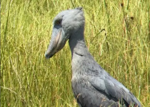 bird-uganda.jpg