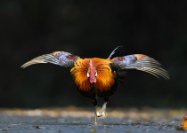 WhatsApp Image 2026-02-05 at 07.20.31.jpeg