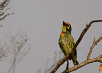 WhatsApp Image 2026-02-22 at 07.42.36.jpeg