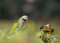 WhatsApp Image 2026-02-05 at 07.20.53.jpeg