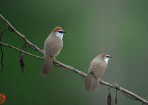 WhatsApp Image 2026-02-05 at 07.24.03.jpeg