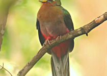 garden-route-birding-tour.jpg