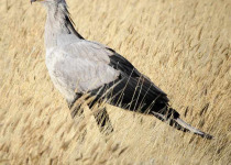 cape-town-birding-tour.jpg