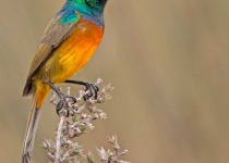 west-coast-birding-tour.jpg