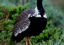 northern-cape-birding-tour.jpg