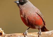 west-coast-flower-birding-tour.jpg