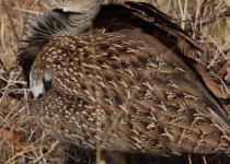 mokala-national-park-birding-tour.jpg