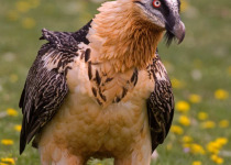 khoisan-karoo-conservancy-birding-tour.jpg