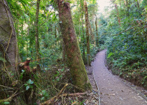 Monteverde Private Birdwatching Tour