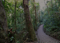 Monteverde Night Wildlife Walk