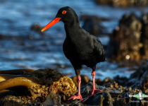 1-day-west-coast-birding-tour-01.jpg