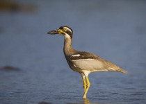 Andaman Fixed Departure Birding Tour