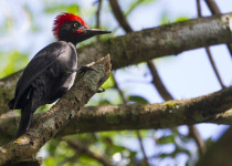 Andaman Fixed Departure Birding Tour