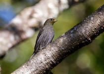 Eaglenest Fixed Departure Birding Tour