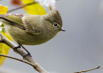 Eaglenest Fixed Departure Birding Tour