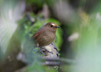 Eaglenest Fixed Departure Birding Tour