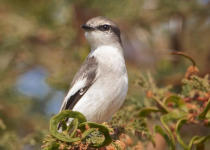 North India Fixed Departure Birding Tour