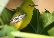 Fixed Departure Gujarat Birding and Wildlife Tour