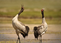 Ladakh Birding Tour
