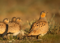 Ladakh Birding Tour