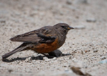 Ladakh Birding Tour
