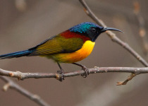 North East India Birding Tour