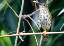 Assam & Mishmi Hills Birding Tour