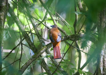 Assam & Mishmi Hills Birding Tour