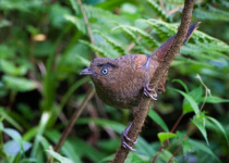 Eaglenest & Meghalaya Birding Tour