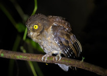 Andaman Islands Short Birding Tours