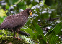Andaman Islands Short Birding Tours