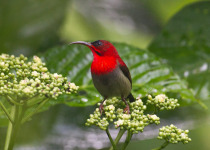 Andaman Islands Short Birding Tours