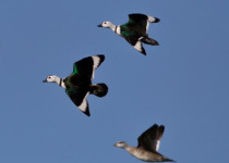 Assam Short Birding Tours