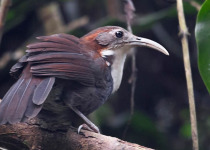 Assam Short Birding Tours