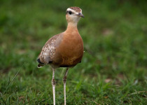 Bharatpur Chambal Short Birding Tours