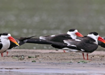 Bharatpur Chambal Short Birding Tours