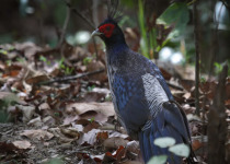 Corbett Short Birding Tours